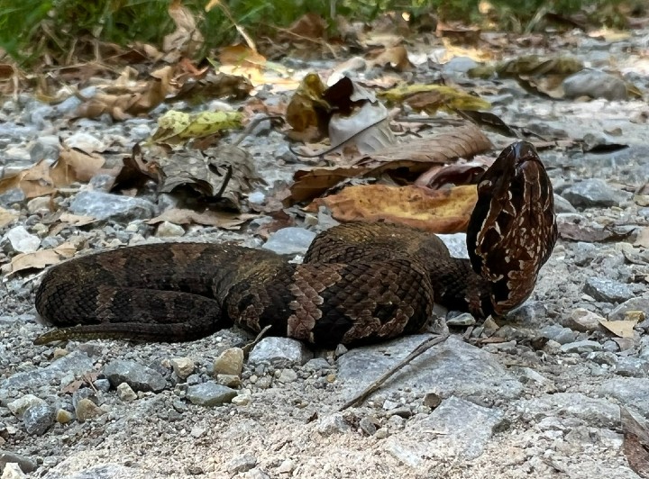 Cottonmouth